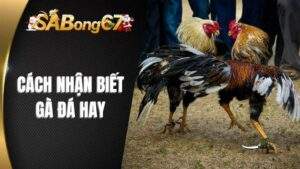 Cách Nhận Biết Gà Đá Hay