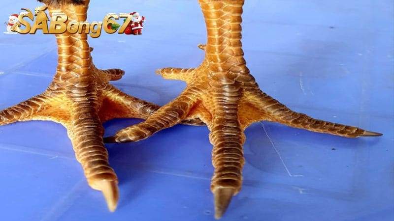 Tìm hiểu cách xem chân gà đá hay để nâng cao khả năng giành chiến thắng