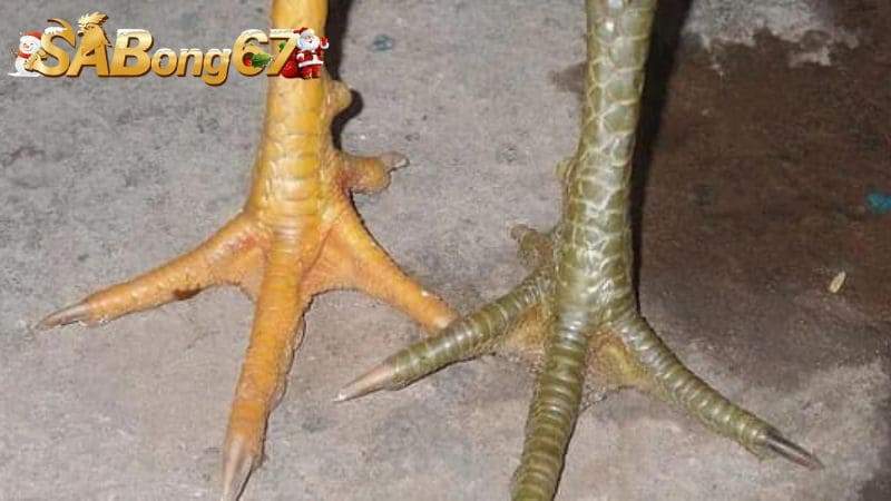 Giới thiệu sơ lược về vảy Khai Vương