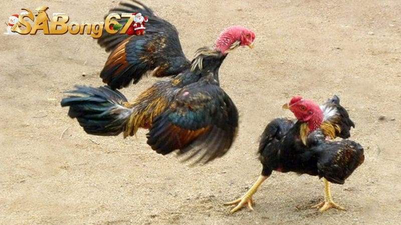 Ưu điểm gà mang vảy Giáp Vi Đao