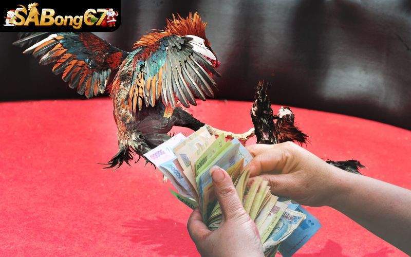 Luật đặt cược mọi bet thủ đề có thể ghi nhớ nhanh chóng