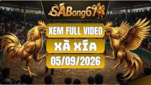 Video Đá Gà Xà Xía Ngày 5/9/2026 SABONG67