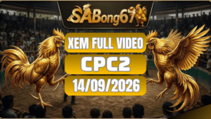 Xem Full Video Đá Gà CPC2 Ngày 14/09/2026 Trên SABONG67