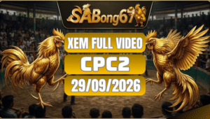 Xem Full Video Đá Gà CPC2 Ngày 29/09/2026 Trên SABONG67
