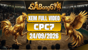 Xem Full Video Đá Gà CPC7 Ngày 24/09/2026 Trên SABONG67