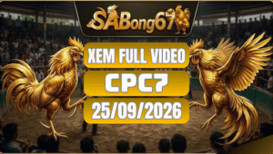 Xem Full Video Đá Gà CPC7 Ngày 25/09/2026 Trên SABONG67