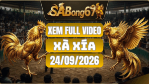 Xem Full Video Đá Gà Xà Xía Ngày 24/09/2026 Trên SABONG67