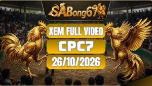 Video Đá Gà CPC7 Ngày 26/10/2026 Trên SABONG67